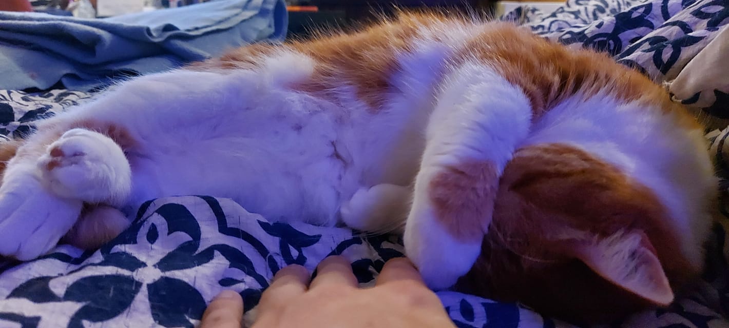 An orange cat lies in bed, being pet by someone who only has a hand in frame, Photo 4